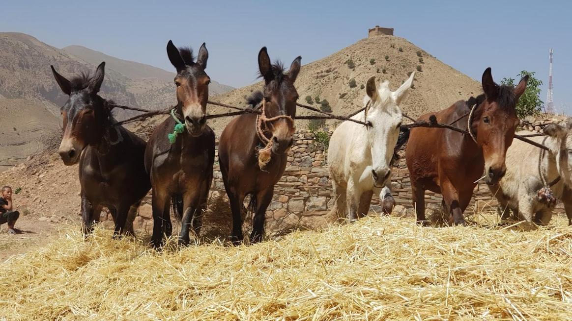 Alliance Berbere - Vallee D'Ait Bouguemez Timit Bagian luar foto